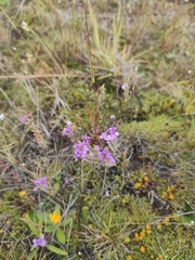 Veronica pimeleoides pimeleoides