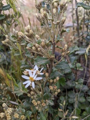 Olearia myrsinoides