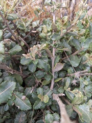 Olearia myrsinoides