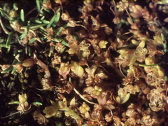 Crassula peduncularis