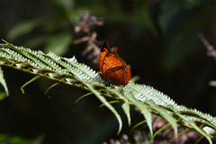 Charaxes harmodius