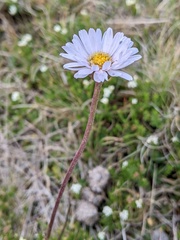 Brachyscome spathulata