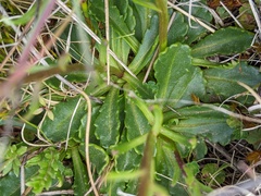 Brachyscome spathulata