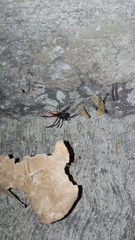 Latrodectus mactans