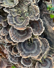 Trametes versicolor