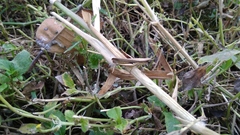 Phlaeoba fumosa