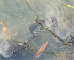 Lissotriton