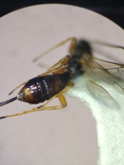 Braconidae