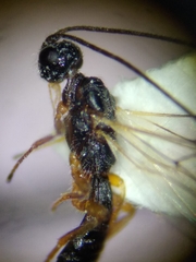 Braconidae