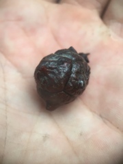 Cupressus forbesii