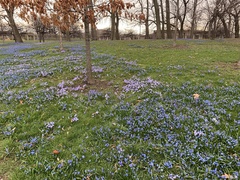 Scilla