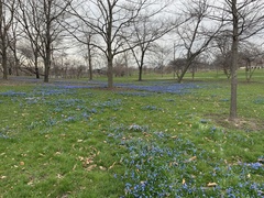 Scilla