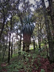 Furcraea parmentieri