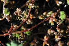 Crassula mataikona