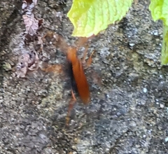 Cryptocheilus bicolor