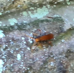 Cryptocheilus bicolor