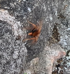 Cryptocheilus bicolor