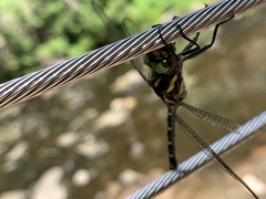 Cordulegaster maculata