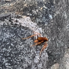 Cryptocheilus bicolor