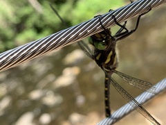 Cordulegaster maculata