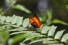 Charaxes harmodius