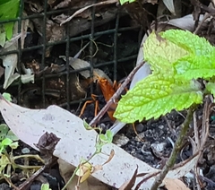 Cryptocheilus bicolor