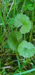 Hydrocotyle robusta