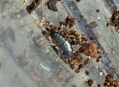 Talitroides topitotum