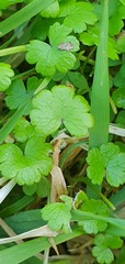 Hydrocotyle microphylla