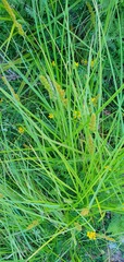 Carex vulpinoidea