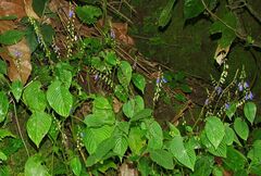 Rhynchoglossum obliquum