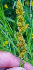 Carex vulpinoidea