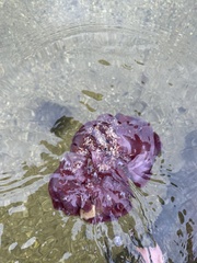 Sycozoa cerebriformis