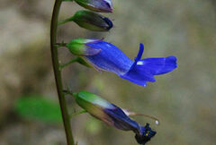 Rhynchoglossum obliquum