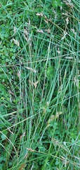 Carex leporina