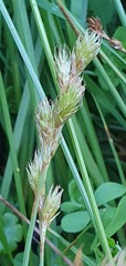 Carex leporina