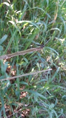 Ommatiini