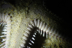 Astropecten armatus