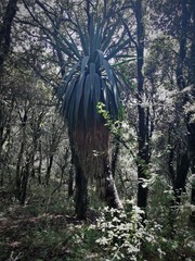 Furcraea parmentieri