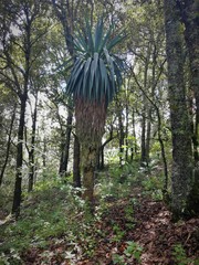 Furcraea parmentieri