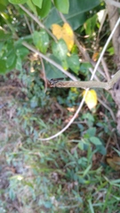 Ommatiini