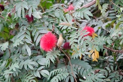 Aethopyga christinae