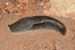 Urocyclus kirkii