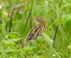Cisticola juncidis