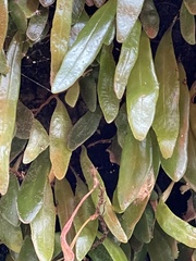 Pyrrosia eleagnifolia
