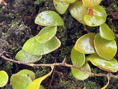 Pyrrosia eleagnifolia