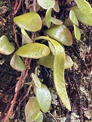 Pyrrosia eleagnifolia