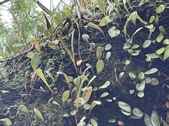 Pyrrosia eleagnifolia