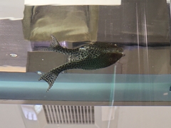 Pterygoplichthys