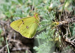 Colias aurorina